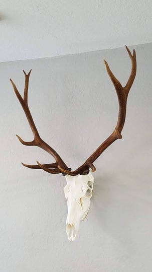 top-rack-european-skull-mount-hangers-elk-raging-bull-1
