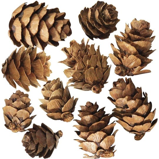 natural-pine-cones-10-count-1