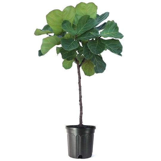 american-plant-exchange-fiddle-leaf-fig-standard-tree-10-inch-pot-live-easy-care-plant-3-5-4ft-tall--1