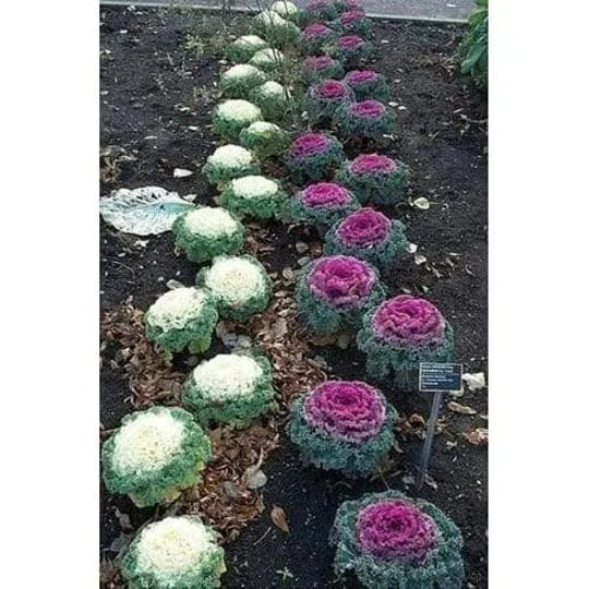 60-ornamental-kale-mixed-colors-brassica-oleracea-flower-seeds-1