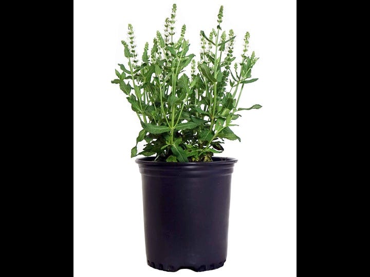 salvia-nemerosa-snowhill-meadow-sage-perennial-white-flowers-1-size-container-1