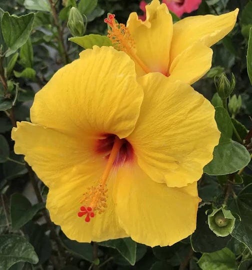 hibiscus-yellow-tequila-live-plant-1