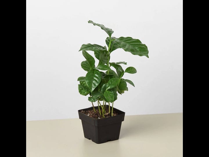 arabica-coffee-plant-3-pot-1