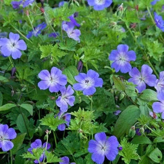 rozanne-geranium-cranesbill-bag-of-1-1