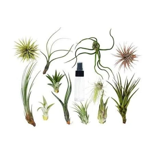 tillandsia-air-plant-variety-w-spray-4-pack-1