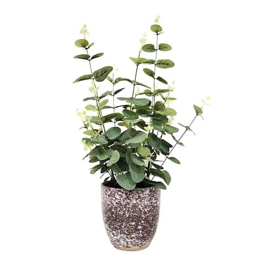 at-home-eucalyptus-plant-with-ceramic-planter-21-1