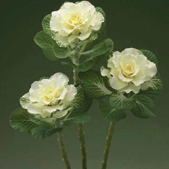 ornamental-kale-flare-white-f1-seed-1