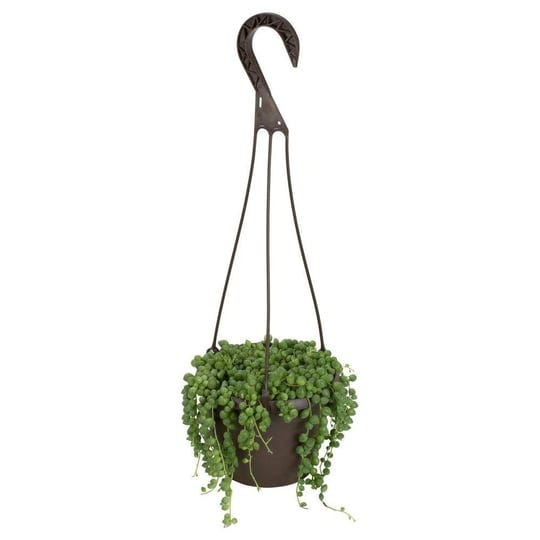 smart-planet-6-in-assorted-string-of-pearls-hanging-basket-plant-1