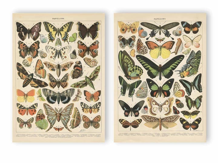 zdxftc-2-pack-vintage-butterfly-posterrustic-butterfly-art-prints-retro-french-style-canvas-wall-dec-1
