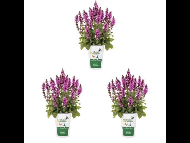 2-qt-salvia-garden-sage-marvel-rose-pink-perennial-plant-3-pack-1