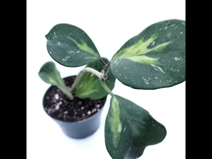 hoya-obovata-variegated-live-houseplant-4-pot-easy-care-pet-friendly-plant-variegations-vary-from-on-1