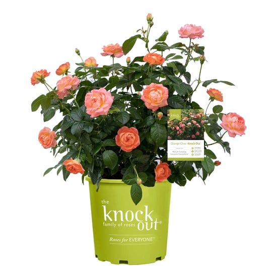 1-gallon-orange-glow-knock-out-rose-with-orange-flowers-1