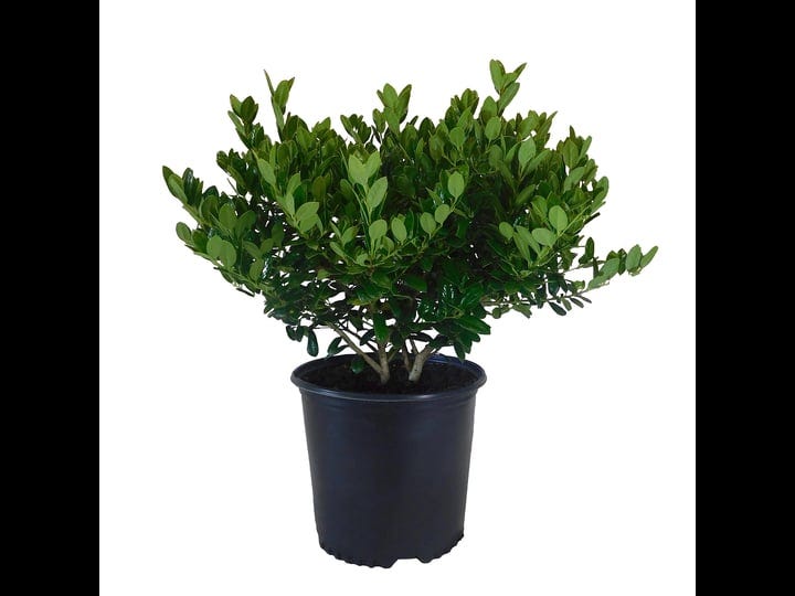 holly-dwarf-burford-ilex-live-shrub-2-25-gallon-1