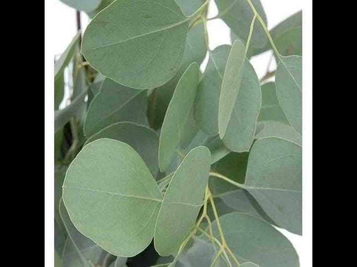 silver-dollar-tree-eucalyptus-eucalyptus-cinera-25-seeds-1