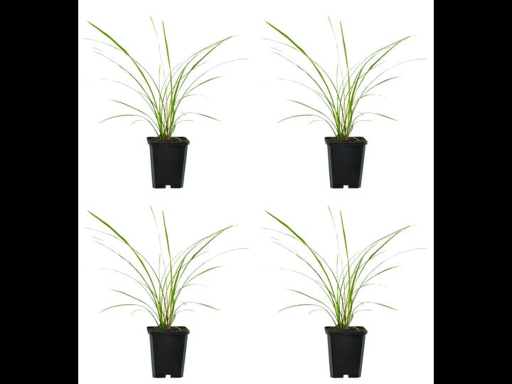 lowes-dracaena-indivisa-in-1-pint-pot-4-pack-2783