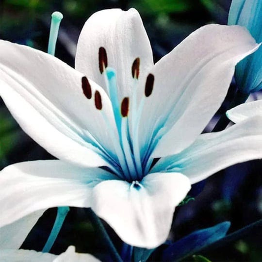 qauzuy-garden-50-rare-blue-lily-seeds-perennial-lilium-flower-showy-blossoms-home-bonsai-garden-deco-1