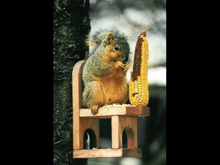 songbird-essentials-se547-squirrel-feeder-chair-1