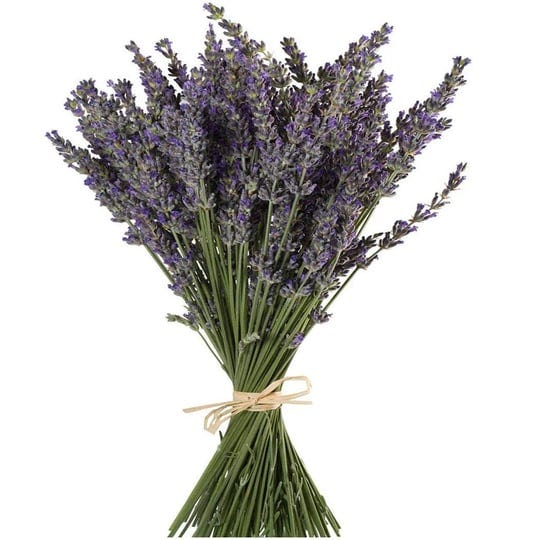 tooget-natural-lavender-bundles-freshly-harvested-400-stems-dried-lavender-bunch-16-18-long-decorati-1