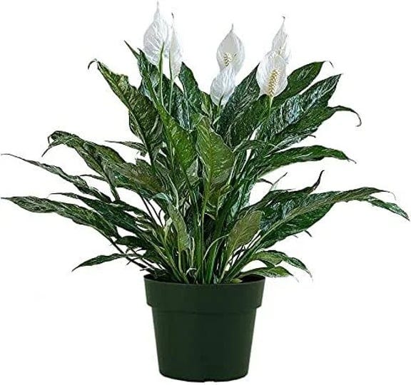 american-plant-exchange-variegated-peace-lily-spathiphyllum-domino-real-live-plant-6-pot-18-20tall-g-1