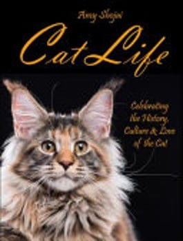 cat-life-779165-1