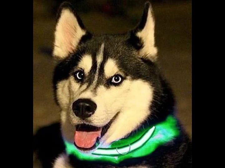 electronix-express-green-light-up-led-adjustable-pet-collar-flashing-or-steady-modes-rechargeable-vi-1