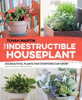the-indestructible-houseplant-43404-1