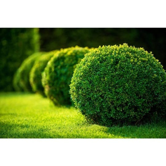 1-gal-green-gem-boxwood-shrub-with-naturally-rounded-form-1