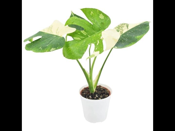 arcadia-garden-products-4-in-monstera-thai-constellation-plant-in-white-plastic-pot-coverhi-team-1