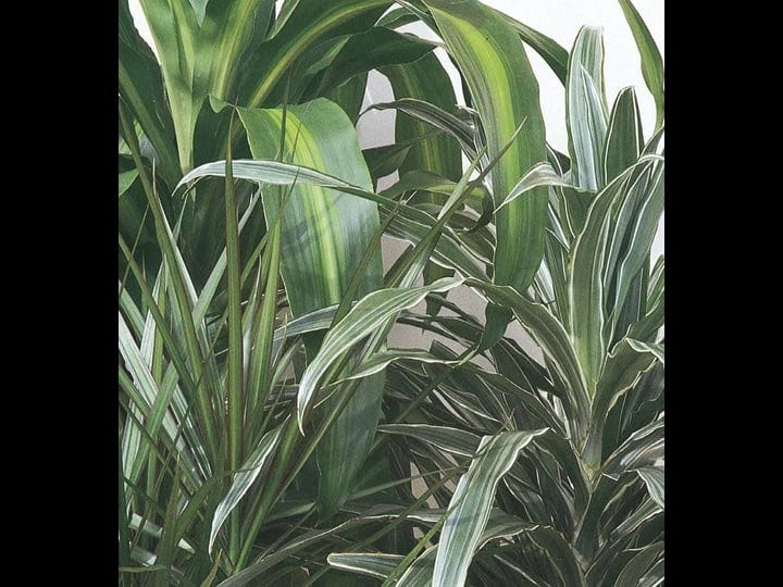 lowes-dracaena-house-plant-nursery-1