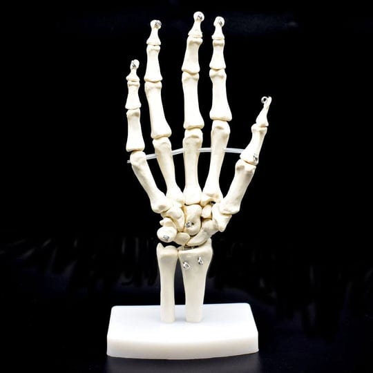 human-hand-skeleton-model-on-base-hand-bonelife-size-articulated-1