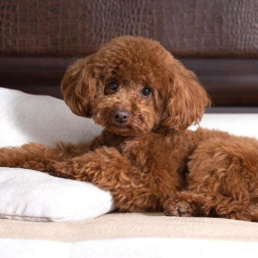 A Poodle Dog's Guide: Expert Tips for Happy Pooches