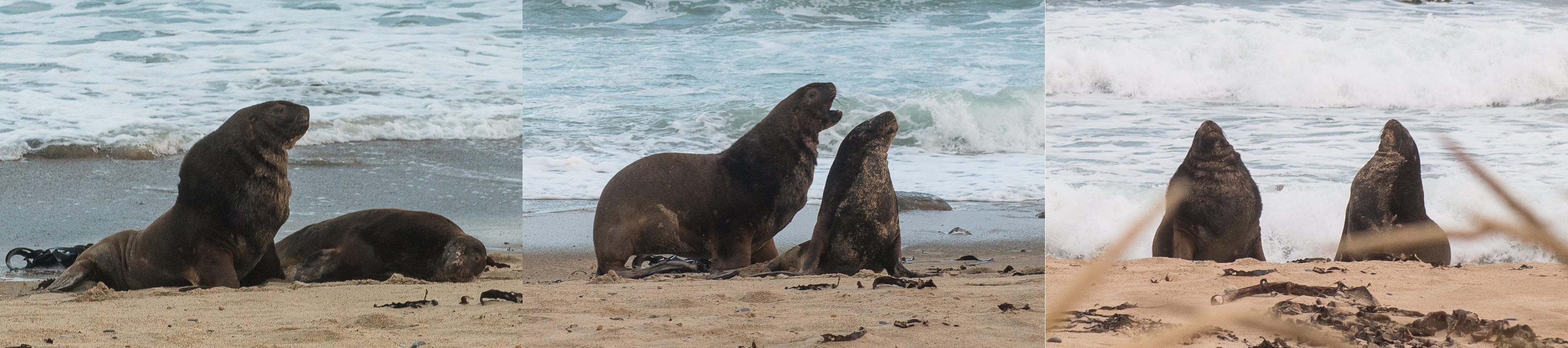 sealions1