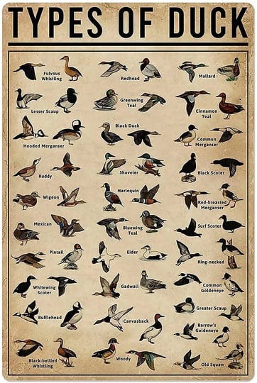 duck-knowledge-metal-poster-type-of-duck-metal-tin-sign-school-club-hunting-lodge-cafe-bedroom-bathr-1