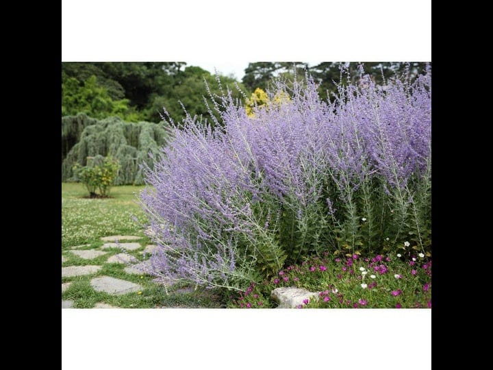 online-orchards-1-gal-sage-flowering-shrub-with-very-hardy-profuse-lavender-flower-spikes-2-pack-1