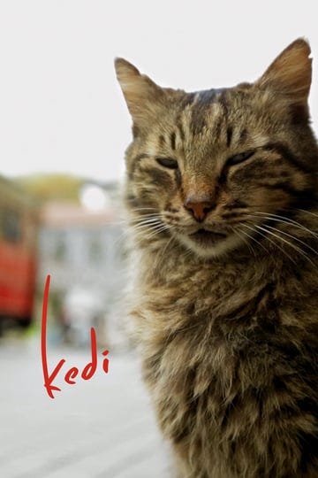 kedi-6590734-1