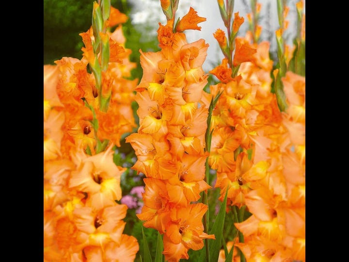 garden-state-bulb-gladiolus-olympic-flame-flower-bulbs-12-14cm-bag-of-31