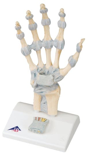 anatomical-model-hand-skeleton-with-ligaments-1