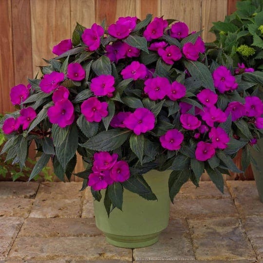 2-5-in-compact-purple-sunpatiens-impatiens-outdoor-annual-plant-with-purple-flowers-6-plants-1