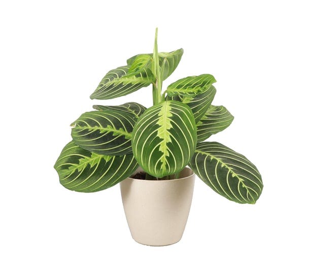 thorsens-greenhouse-lemon-lime-prayer-plant-live-indoor-plant-lemon-maranta-10-inches-biodegradable--1