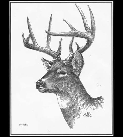 wild-wings-whitetail-deer-art-collection-1