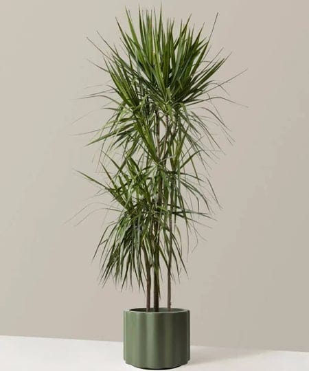 large-dracaena-marginata-tree-houseplants-in-green-balboa-the-sill-1