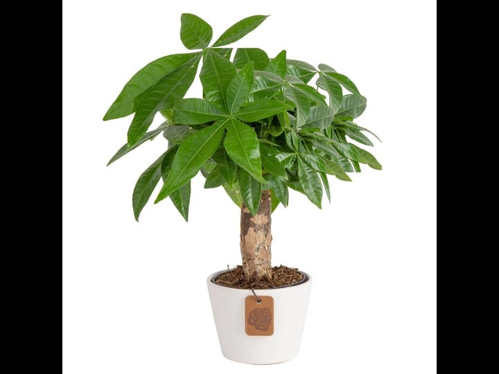 costa-farms-money-tree-mini-pachira-ships-in-ceramic-planter-10-inches-gift-or-home-d-cor-1