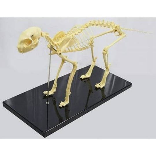 techtongda-education-model-cat-feline-skeleton-anatomical-standard-size-teach-display-size-18-1