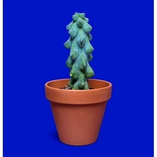 30-boob-cactus-seeds-myrtillocactus-geometrizans-exotic-succulent-seeds-1
