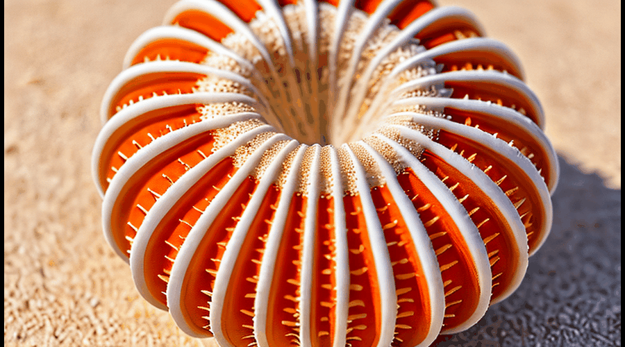 Sea-Urchin-Shell-1