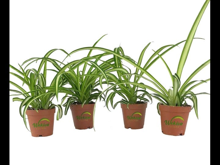 enchanting-spider-plant-4-live-starter-plants-in-2-inch-pots-chlorophytum-comosum-natures-green-symp-1