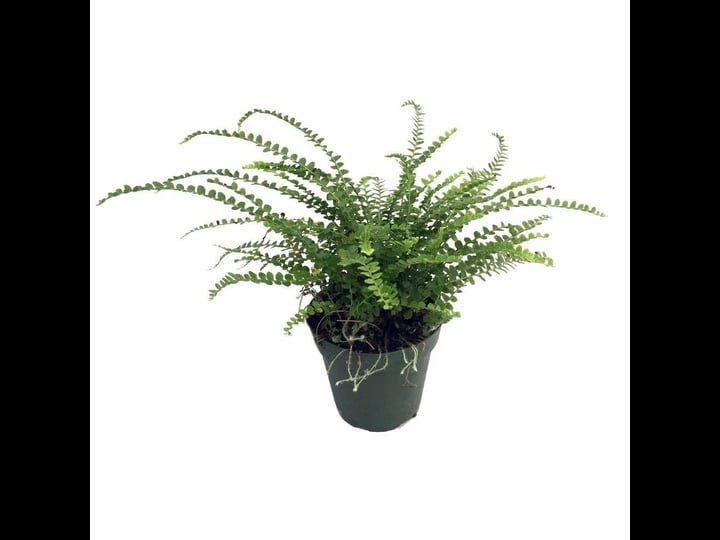 lemon-button-fern-4-pot-nephrolepis-cordifolia-duffii-live-plant-1