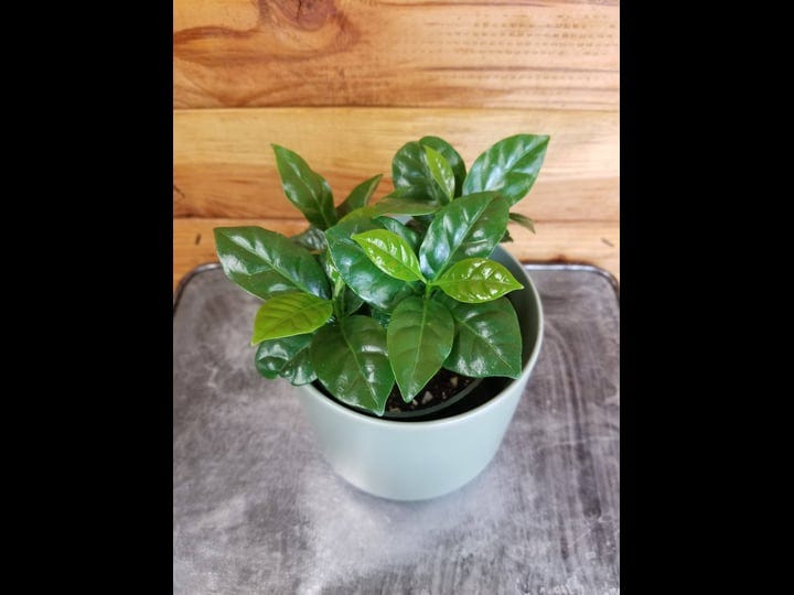 coffea-arabica-coffee-plant-4-inch-plant-the-plant-farm-1