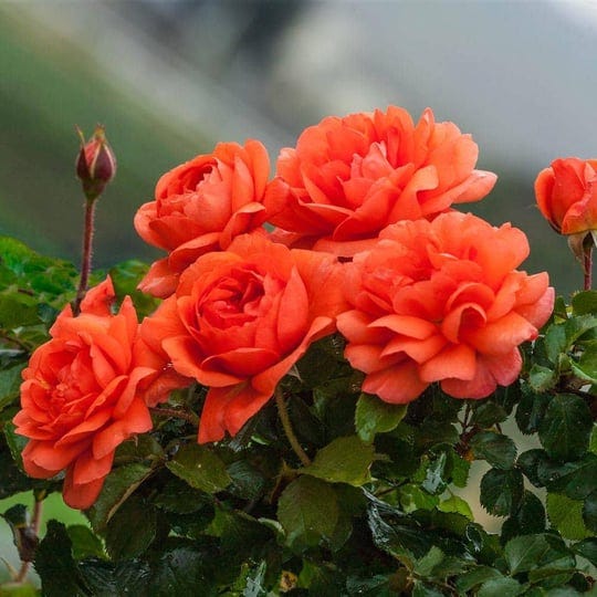 spring-hill-nurseries-above-all-climbing-rose-dormant-bare-root-plant-with-salmon-orange-flowers-1-p-1