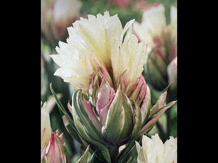 mystery-valley-fosteriana-tulip-5-bulbs-12-cm-bulbs-1